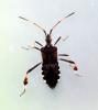 Leptoglossus occidentalis